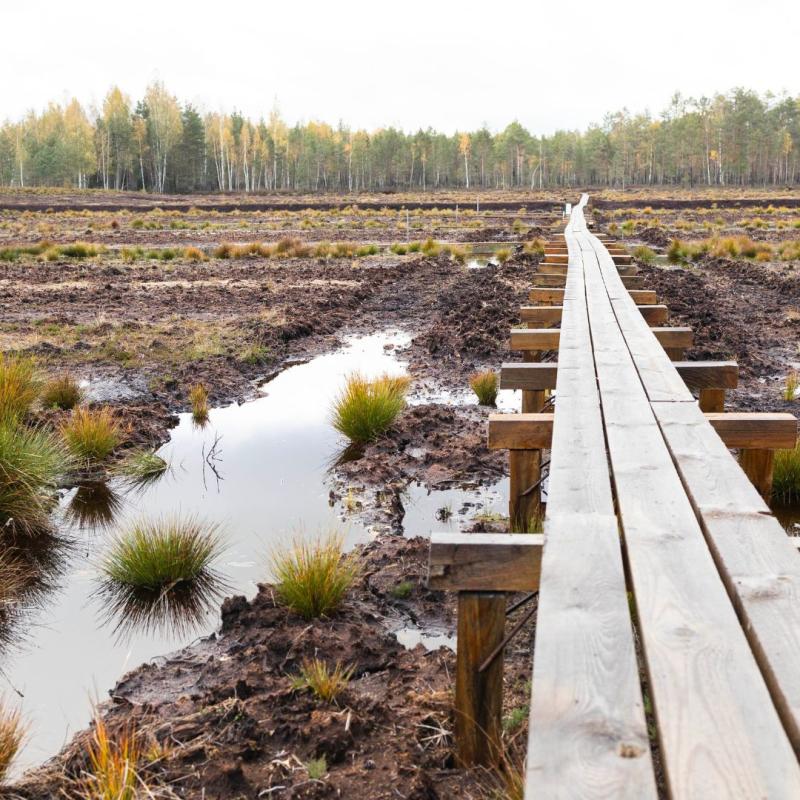 Estonian wetland