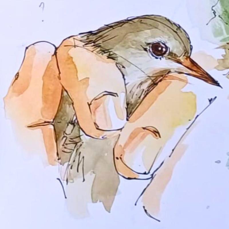 watercolor bird drawn by urban sketchers