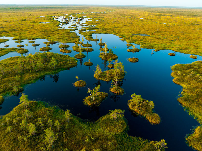 Swamp lanscape drone view